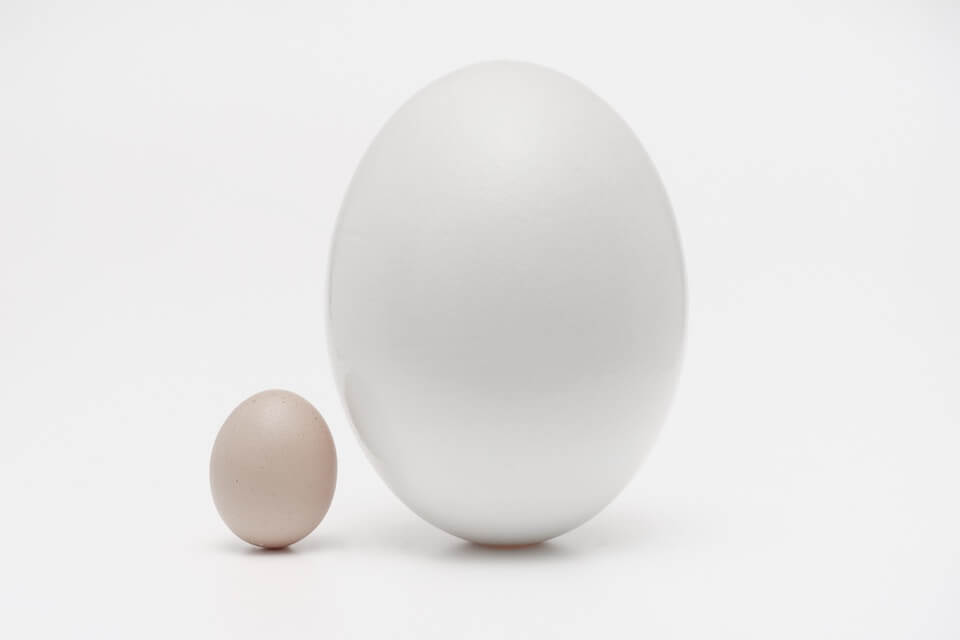 One large and one small egg against a plain white background